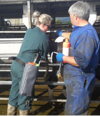 ezTreat Belt Pkg 03 - AI