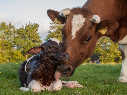 Animal Products & Breeding Related